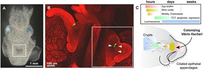 Impact and Influence of the Natural Vibrio-Squid Symbiosis in Understanding Bacterial–Animal Interactions